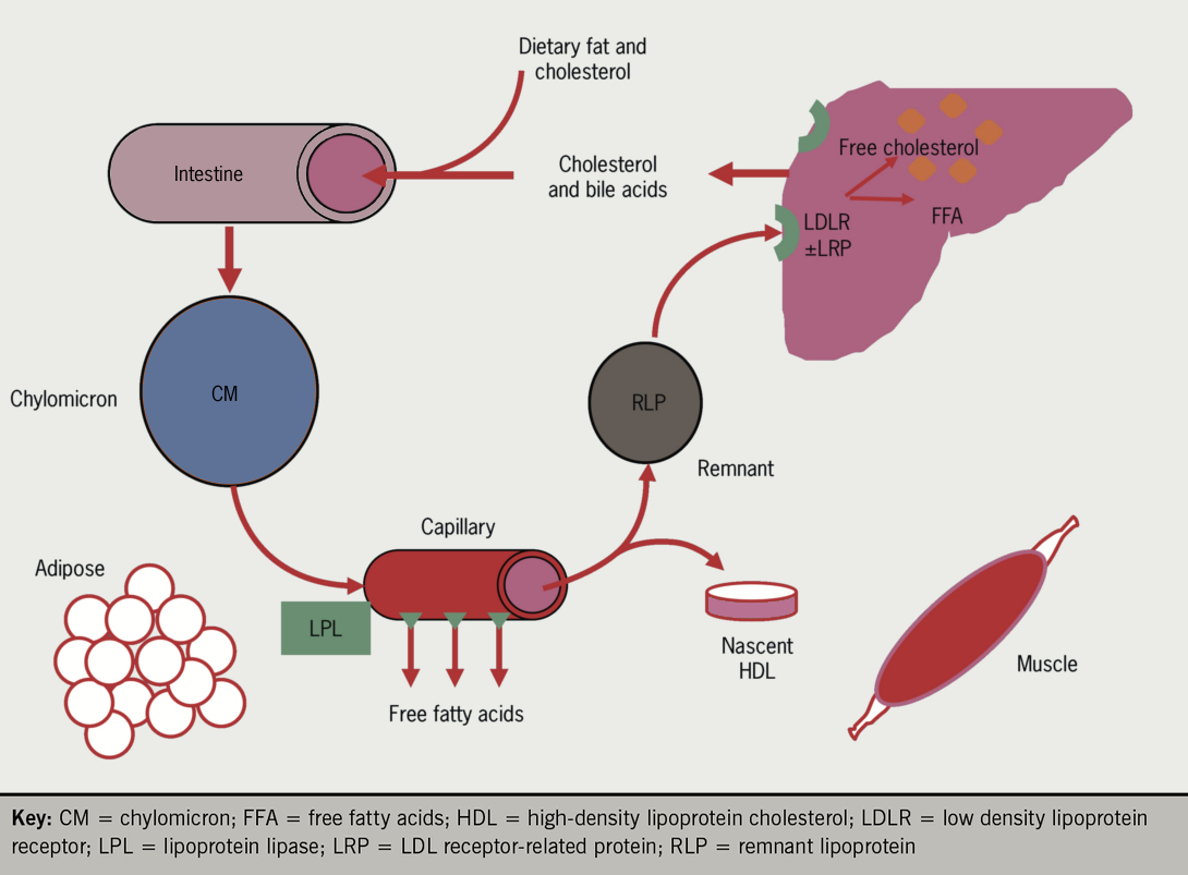 Diagram Metabolic Pathways Diagram With Cholesterol Mydiagramonline 2473