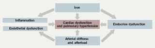 Figure 3. Cardiac dysfunction in thalassaemia is a systemic iron-overload inflammatory disease