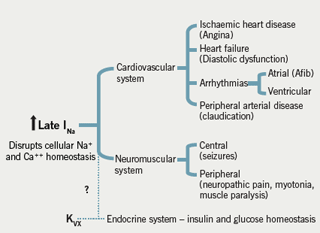 Figure 3: Potential pathological roles of late INa in cardiac and other diseases