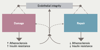 Figure 1: The balance between endothelial damage and repair