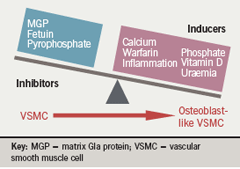 Figure 3. Pathophysiology of vascular calcification. Vascular calcification is prevented by naturally occurring inhibitors of mineralisation. However, an imbalance between inducers and inhibitors of calcification can result in vascular smooth muscle cells (VSMCs) developing an osteoblast-like phenotype. These osteoblastlike VSMCs lay down mineralised matrix resulting in vascular calcification