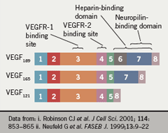 Figure 1. Vascular endothelial growth factor (VEGF) exists in multiple isoforms that differ in their solubility and heparinbinding characteristics