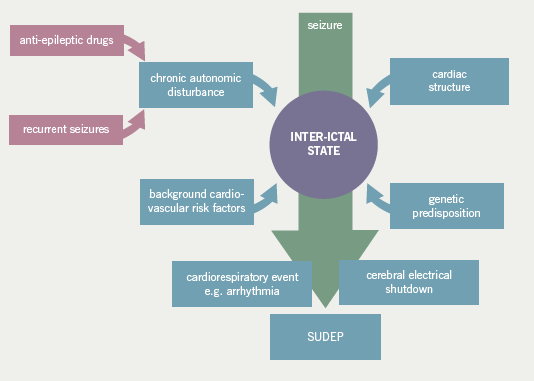 Figure 2. Schematic representing the interaction between seizure activity and a primed inter-ictal state resulting in a cardiorespiratory event. Note the presence of post-ictal cerebral electrical shutdown which has been proposed as an alternative pathophysiological mechanism for sudden unexplained death in epilepsy (SUDEP)