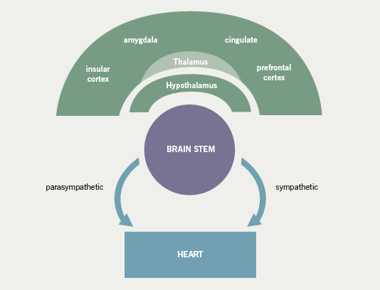 Figure 3. Schematic representing the cortical and subcortical structures involved in cardiac autonomic control