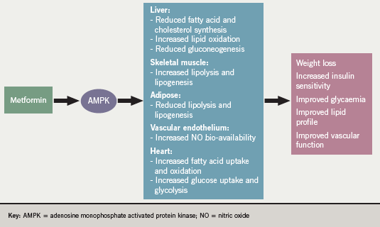 Figure 1. Proposed mechanisms of action for metformin