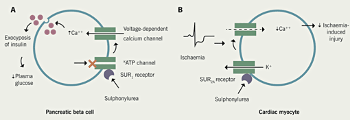 Figure 1. A: Sulphonylureas bind to the SUR1 receptor on the cell membrane of pancreatic beta cells, which results in closure of ATP-K+ channels. This allows an influx of calcium which results in exocytosis of insulin. B: ATP sensitive potassium channels protect the heart during myocardial ischaemia. The reduction in voltage-dependent calcium influx reduces myocardial contractility and oxygen demand. By binding to the SUR2A receptor on cardiac myocytes and blocking ATP-K+ channels sulphonylureas may prevent this happening