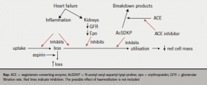 Figure 1. Some possible pathways for the development of anaemia in patients with chronic heart failure