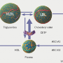 Targeting residual risk: a new approach to treating CVD?