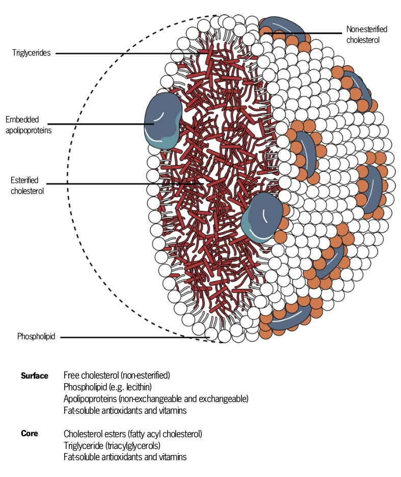 Speedy lipid breakdown