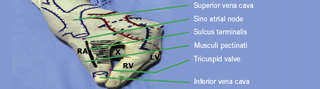 Figure 3. Anterolateral view: the structures of the right atrium. The fossa ovalis is indicated by an ‘X’