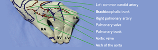 Figure 4. Anterior view: great arteries of the mediastinum