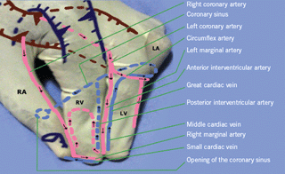 Figure 6. Anterior view: the blood supply of the heart