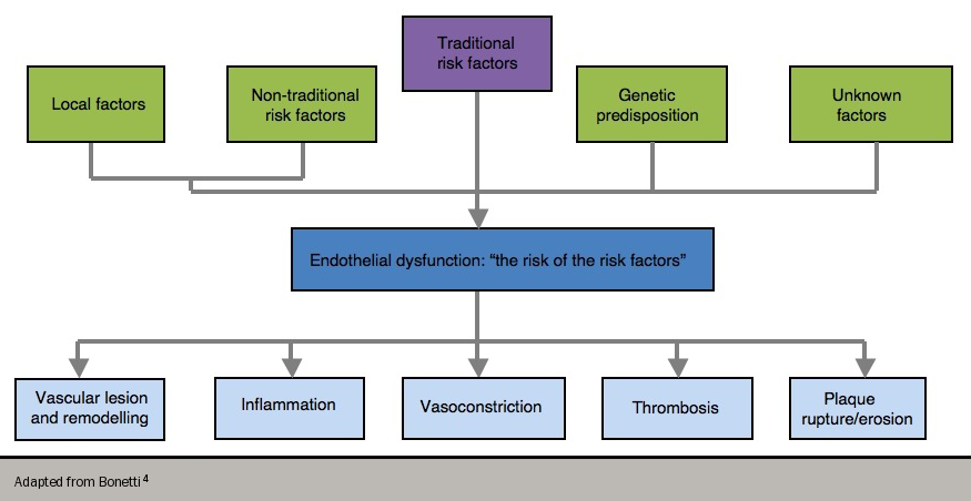 Angina module 3 - Figure 2. Endothelial dysfunction – risk of risk factors