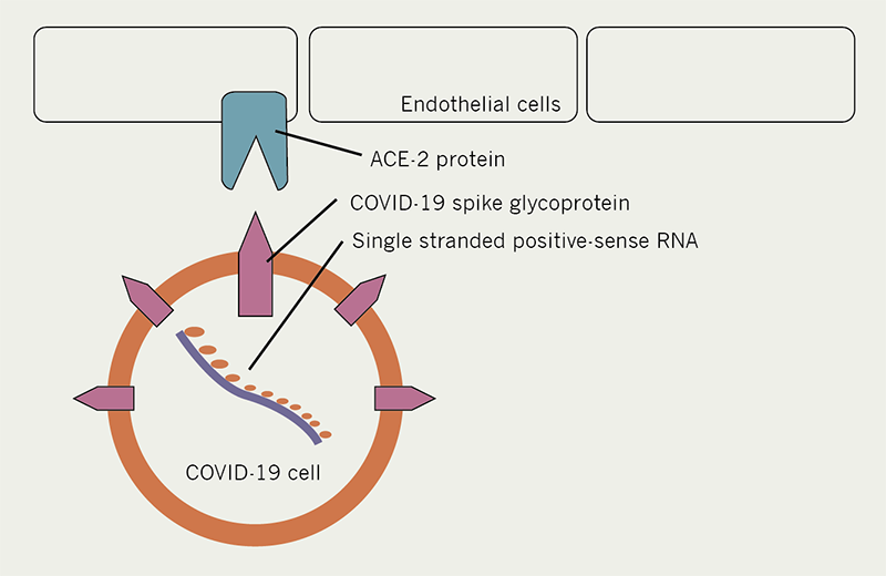 O'Connor - Figure 1. Diagram showing how the ‘spike protein’ of a COVID-19 cell can interact with the ACE2 receptor