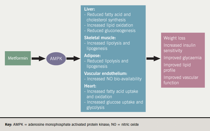 Diabetes module 2 - Figure 1. Proposed mechanism of actions for metformin. Its effects have not been fully elucidated but are thought to involve AMPK activation. This has a variety of effects in the liver, skeletal muscle, adipose tissue, the heart and vascular endothelium