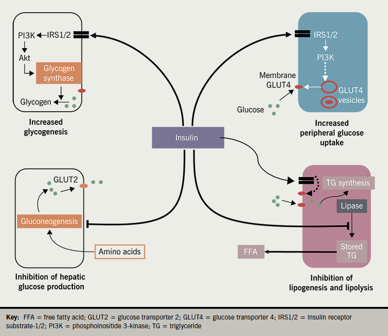 Diabetes module 2 - Figure 8. The metabolic effects of insulin are mediated via a number of intracellular signalling pathways. Insulin promotes glycogenesis and inhibits gluconeogenesis in the liver. In the periphery through a number of intracellular signalling pathways, some of which are complex, insulin promotes glucose uptake in muscle and fat. It also inhibits lipogenesis and lipolysis in adipocytes. Inhibitory effects of insulin are denoted by a line with horizontal endplate. Dotted arrows denote complex process