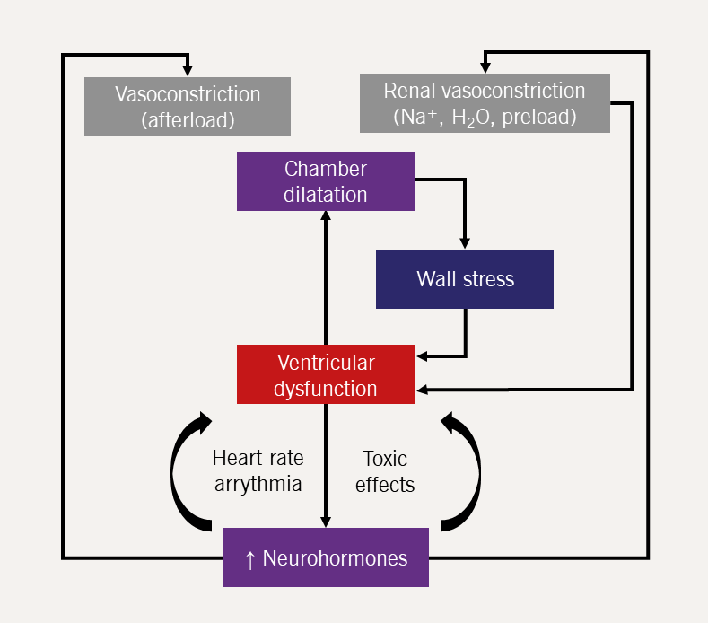 Heart failure module 1 - Figure 13. The ‘vicious cycle’ of chronic HF pathophysiology (click to enlarge)