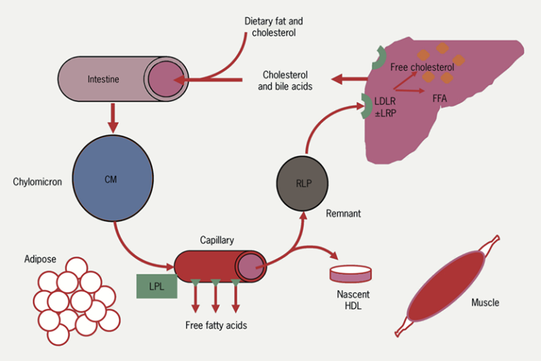 Lipids module 1: lipid metabolism and its role in atherosclerosis - The ...