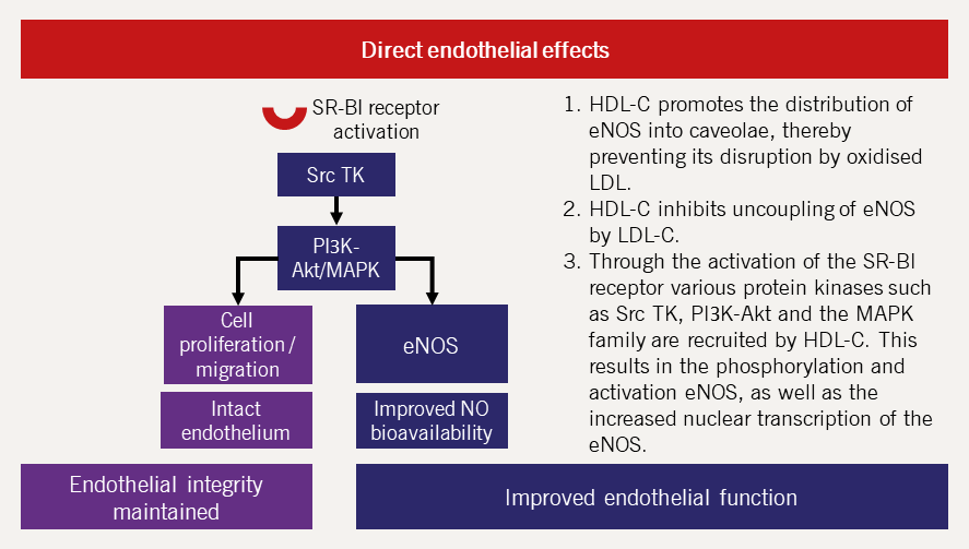 Lipids Module 4 - Figure 11. Direct endothelial effects of HDL-C