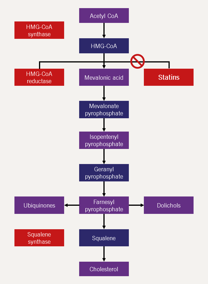 Lipids module 4 - Figure 1. The cholesterol synthetic pathway