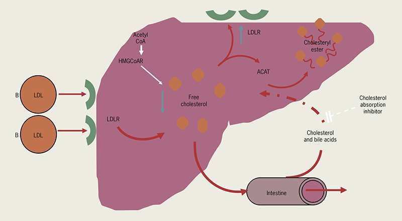 Lipids module 4 - Figure 3. Mode of action of cholesterol absorption inhibitors