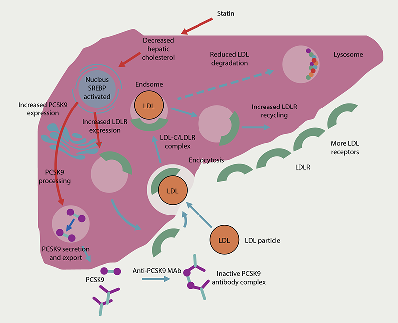 Lipids module 4 - Figure 4. Mechanism of action of PCSK9 inhibitors in presence of a statin