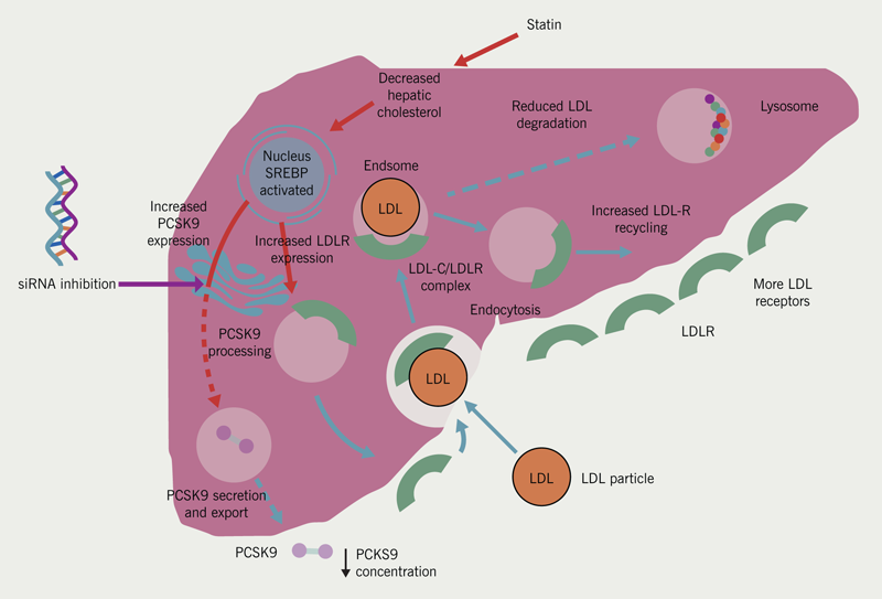 Lipids module 4 - Figure 5. The mode of action of inclisiran