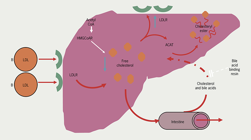 Lipids module 4 - Figure 6. Mode of action of bile acid sequestrants