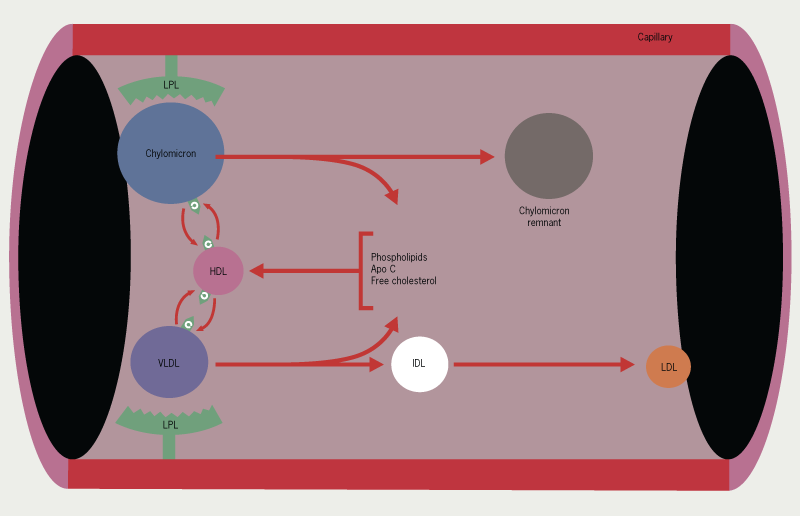 Lipids Module 4 - Figure 7. The action of lipoprotein lipase