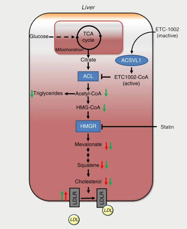 Lipids Module 4 - Figure 9. The mode of action of bempedoic acid (ETC-1002) in the liver