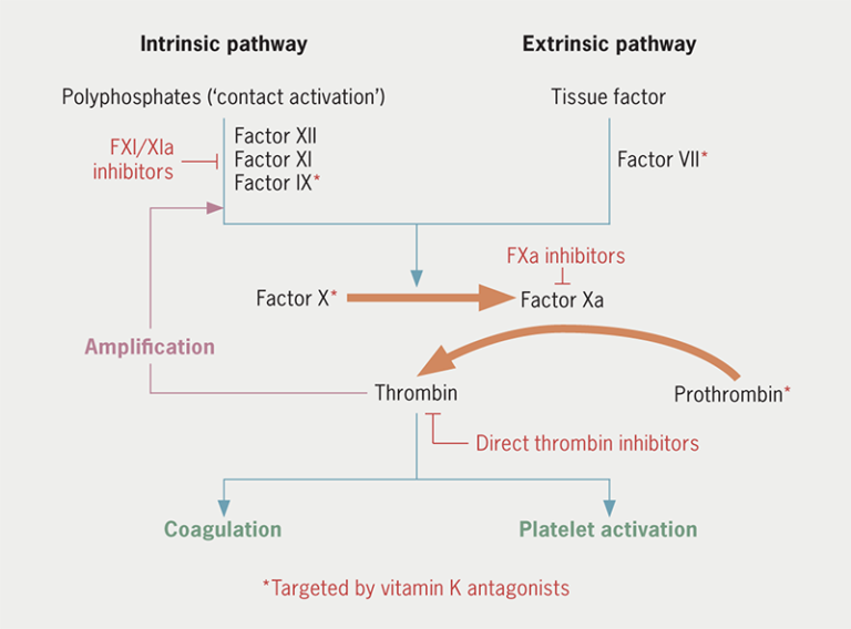 Factor XI and XIa inhibition: a new approach to anticoagulant therapy