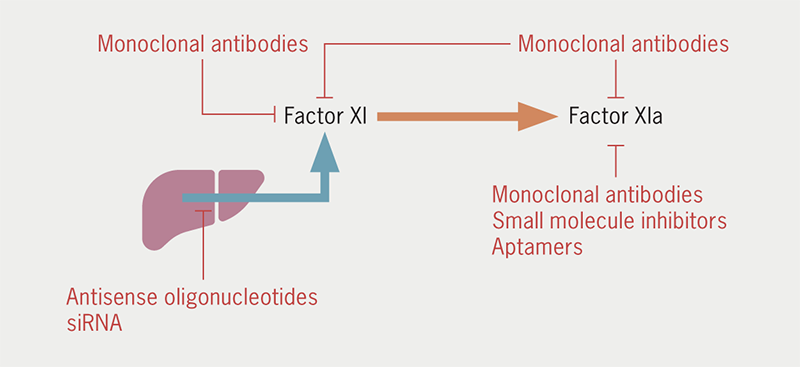 Sammut - Figure 2. Factor XI can be targeted by reducing factor XI biosynthesis or directly inhibiting factor XI/factor XIa