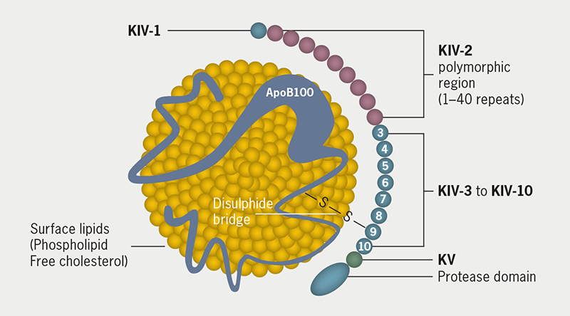 Durrington - Figure 1. Structure of the lipoprotein(a) particle. As a member of the plasminogen gene family, apolipoprotein(a) (apo[a]) comprises a protease-like domain (P) and a long chain of kringles (designated KIV and KV) in each of which its amino acid sequence adopts a pretzel-shaped conformation. Apo(a) is a disulphide linked to apolipoprotein B, which is the principal protein moiety of low-density lipoprotein and the ligand which, when fragmented by, for example, oxidation or glycation, permits cholesterol to enter arterial wall macrophages leading to atheroma formation. There is an allelic polymorphism of the number of KIV-2 in apo(a)