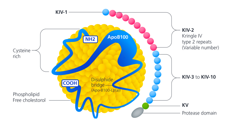 Zaman - Figure 1. Lipoprotein(a) (Lp[a]) particle containing apolipoprotein B100 and apolipoprotein(a)