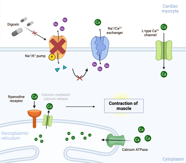 The modern-day role of digoxin in heart failure and atrial fibrillation ...