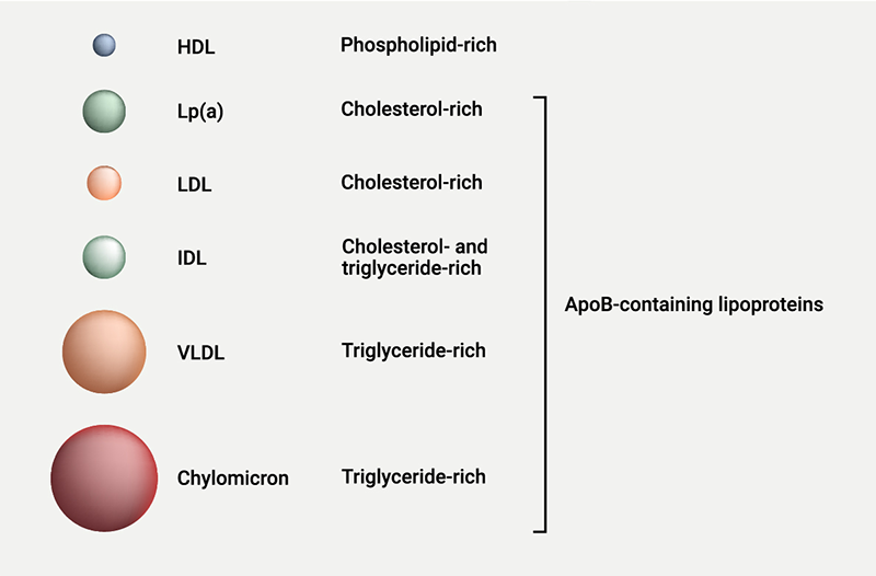 BEACON - Figure 3. Lipid-carrying lipoproteins