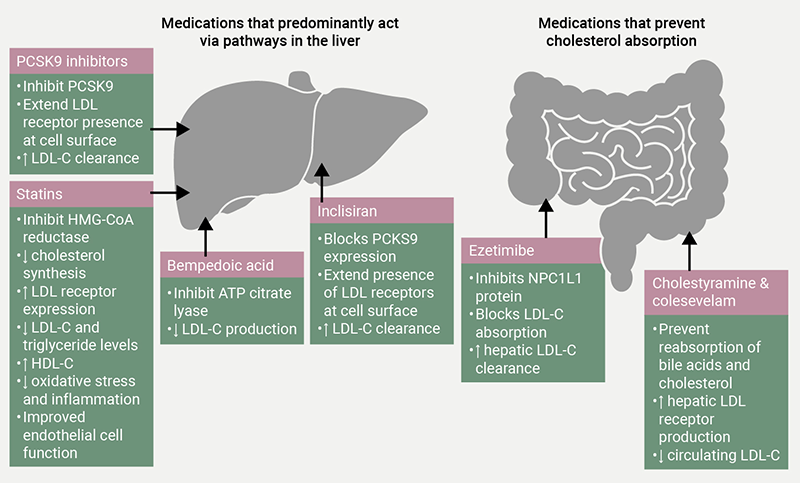 BEACON - Figure 4. Approved pharmacotherapies that inhibit LDL-C production and absorption or increase cholesterol excretion